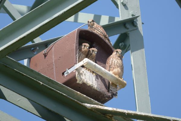 Turmfalkenfamilie im Nistkasten